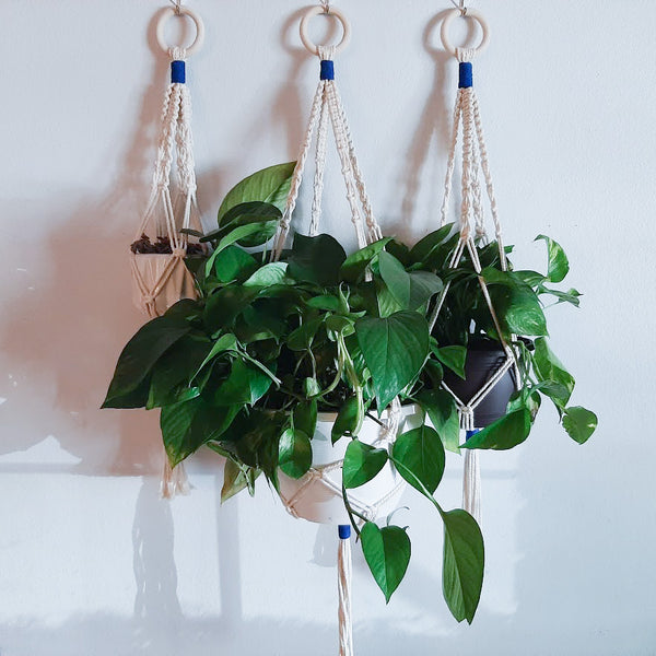 Colorful Plant Hangers